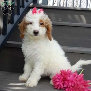 Blossom, Mini Goldendoodle Puppy